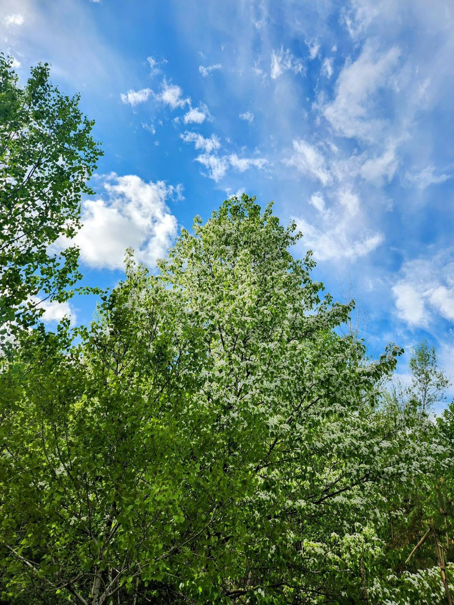 Villa Backyard Bliss In The White Mountains Lincoln Esterno foto